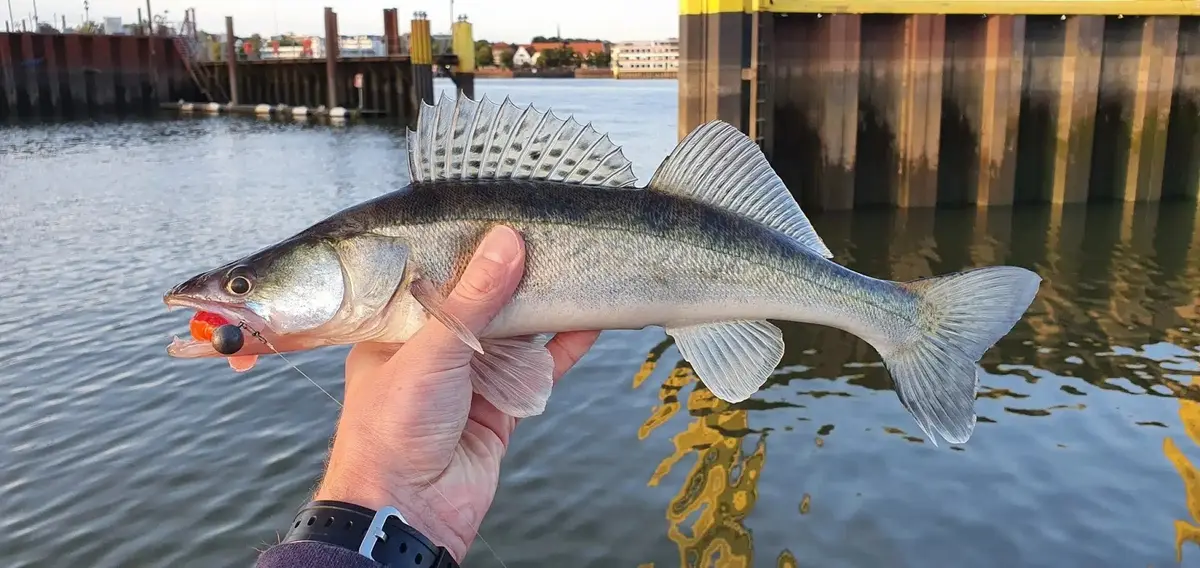 Zander
