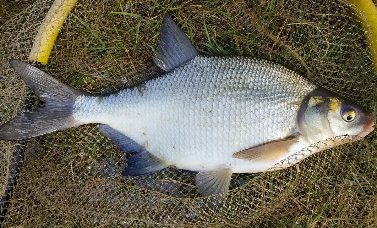 Güster