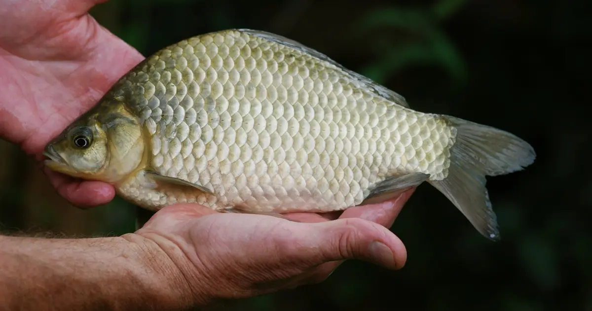 Karausche