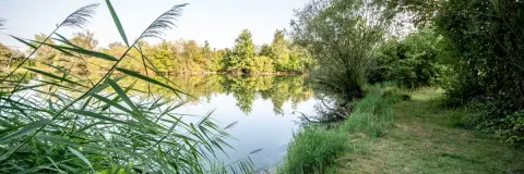 Reidatsee